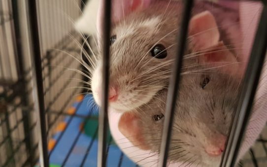 Are Rat Bites Harmful?- The Dangers of Rat-Bite Fever