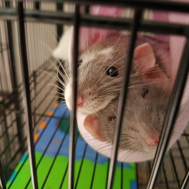 Are Rat Bites Harmful?- The Dangers of Rat-Bite Fever